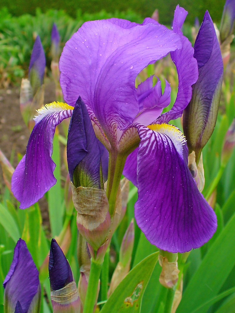 Iris germanica flower close up