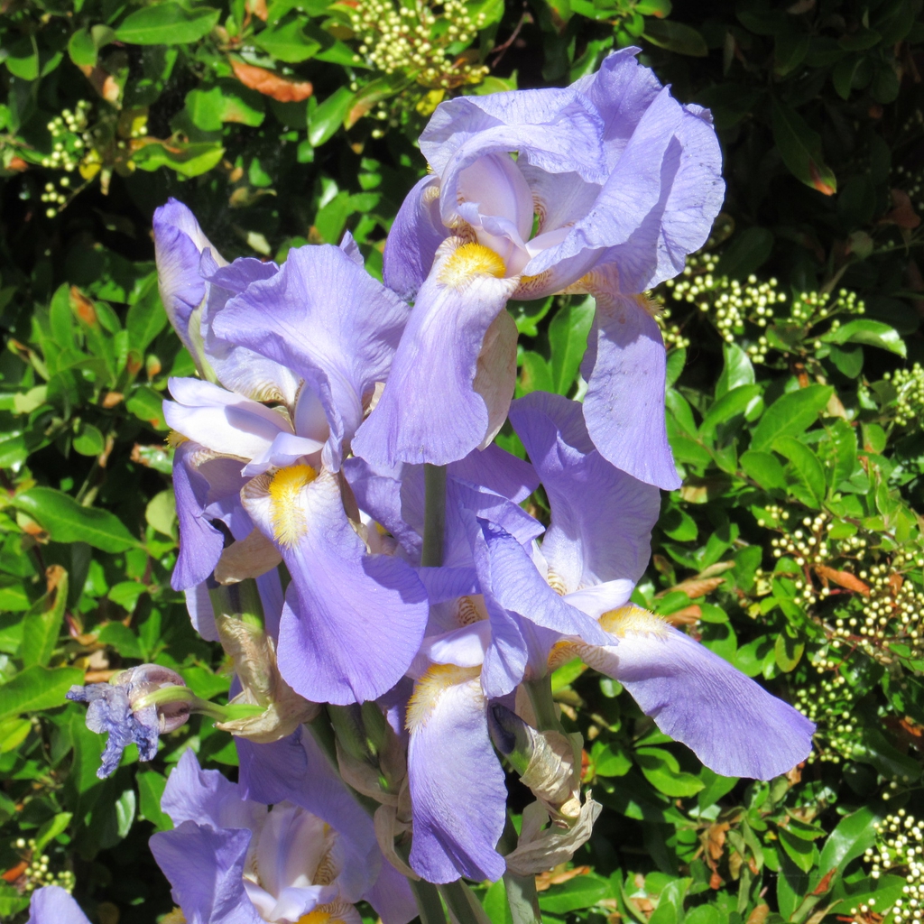 Iris germanica light purple flowers