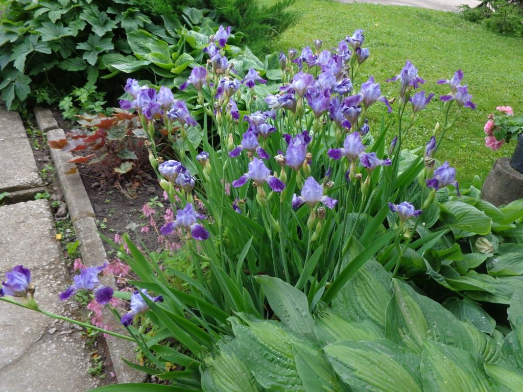Iris germanica mass planting