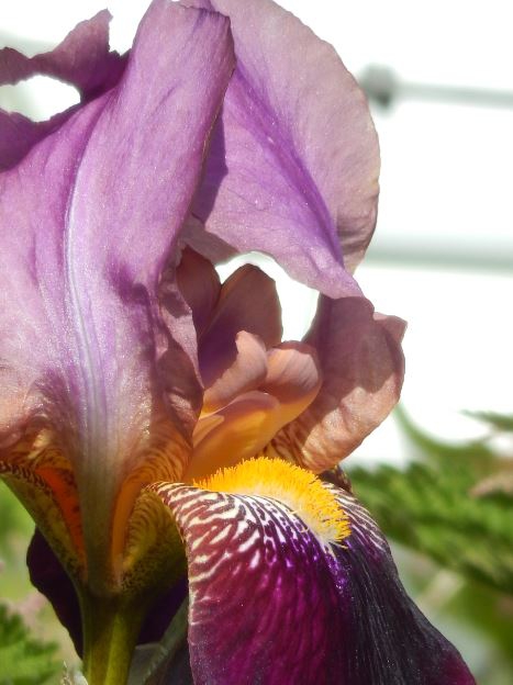 Iris germanica mauve flowers
