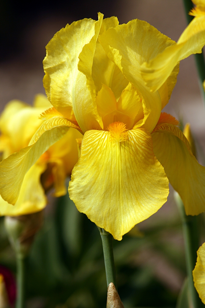 Iris germanica yellow flowers