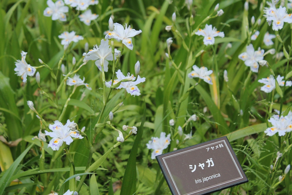 Form of the plant in bloom