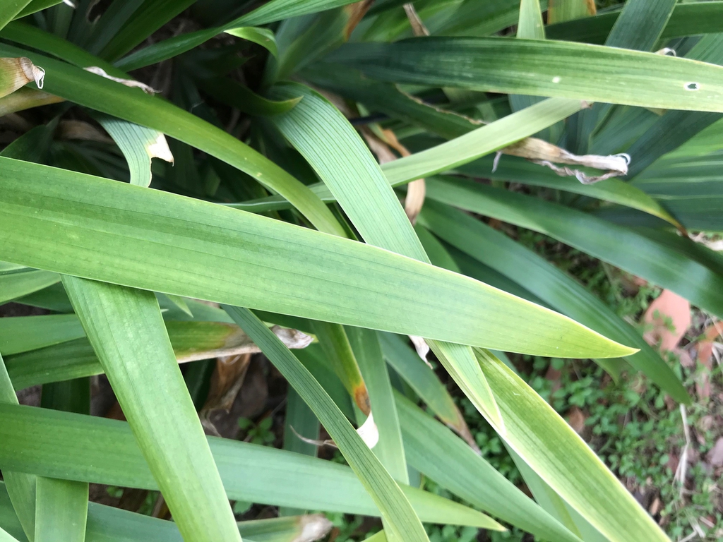 Leaf close-up upper side (cabarrus Co. NC)
