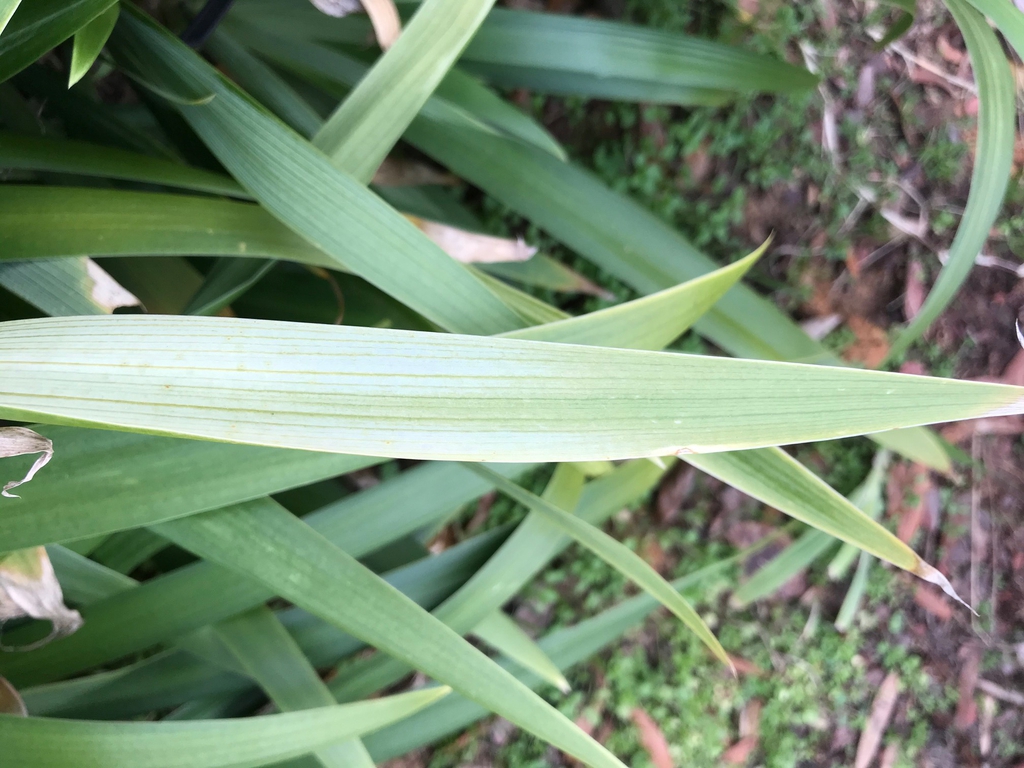 Underside of leaf (Spring, Cabarrus Co. NC)
