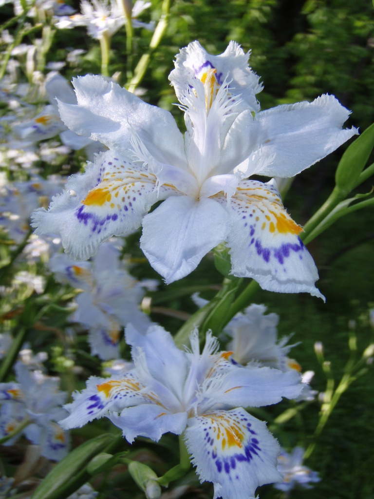 White blooms