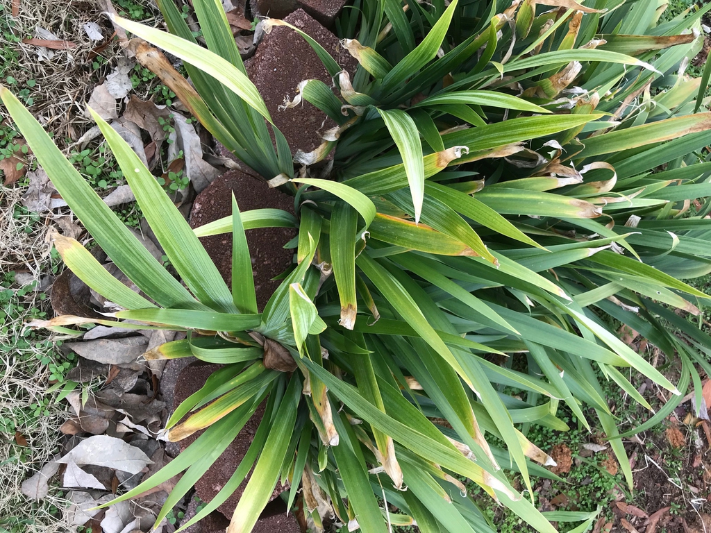 Winter form of the leaves (Cabarrus Co. NC)