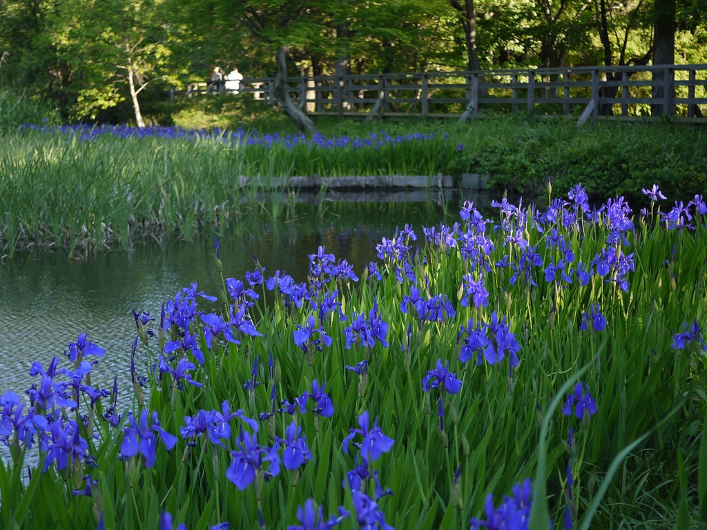 Iris laevigata bordering a pond or stream