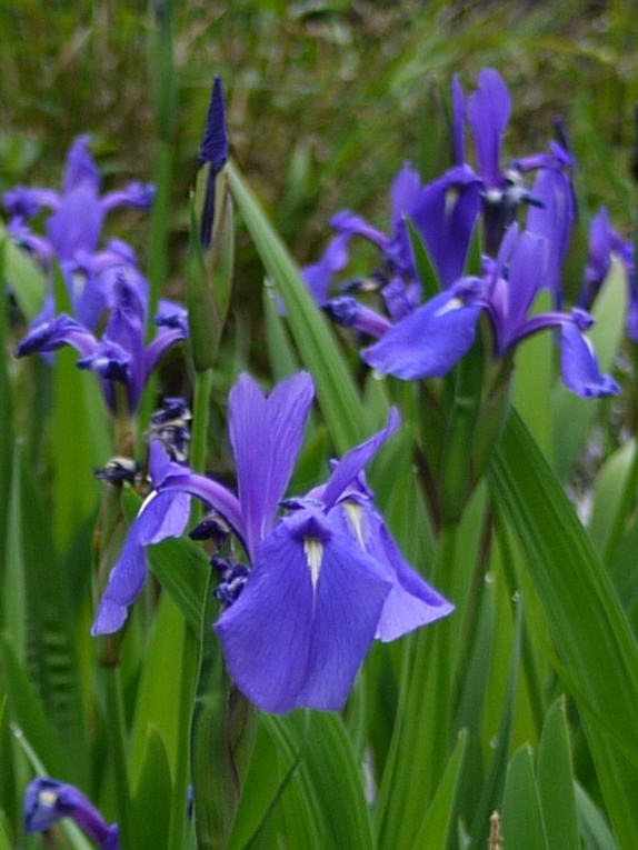 Iris laevigata flowers