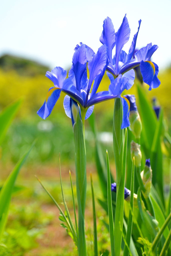 Iris laevigata flowers