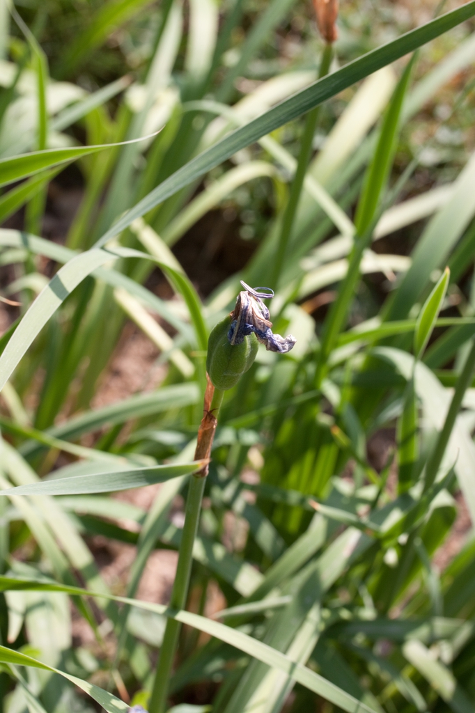 Iris laevigata fruits