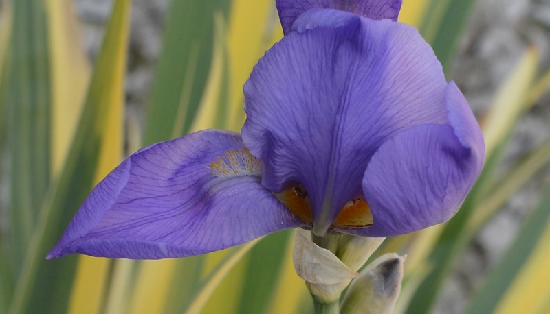 Purple iris flower with yellow striped leaves in the background.