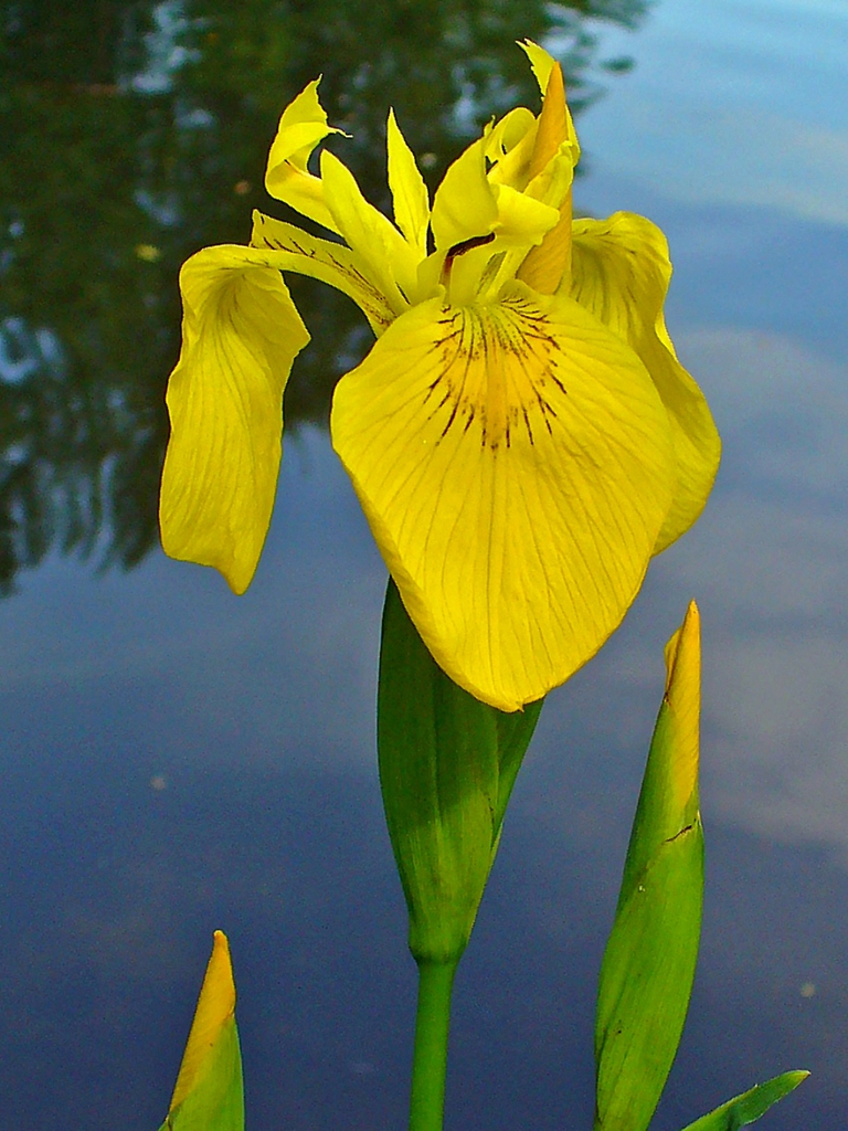 Close up of flower