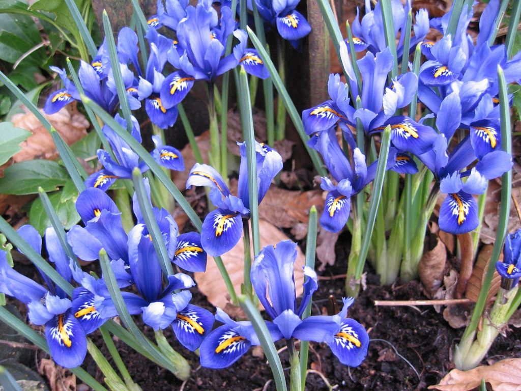 Group of pants in bloom