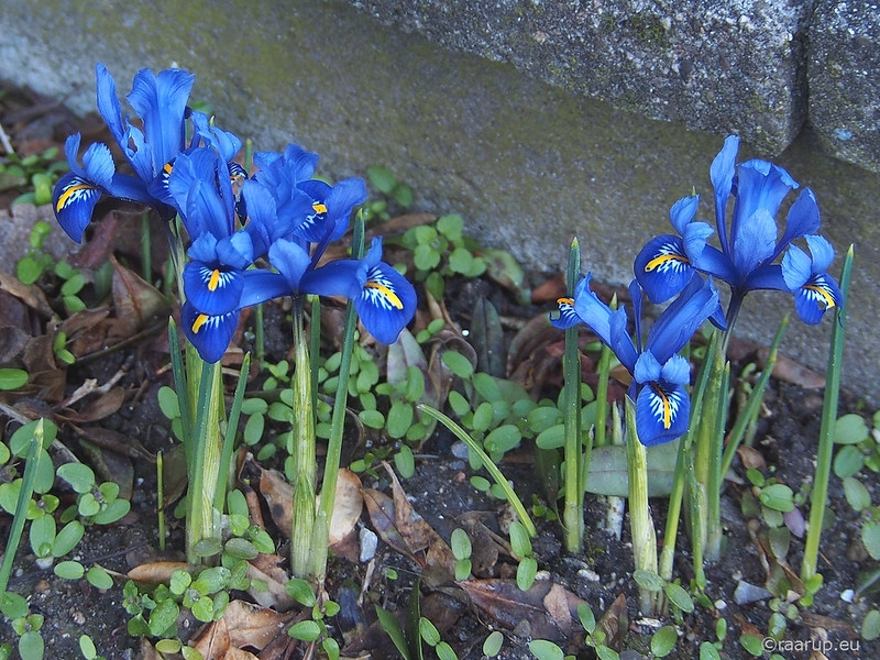 small irises with vivid blue flowers