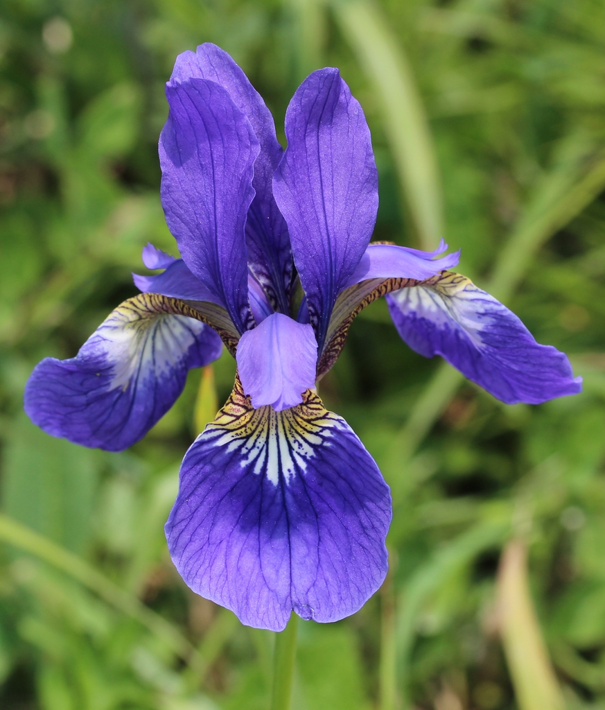 Iris sanguinea flower