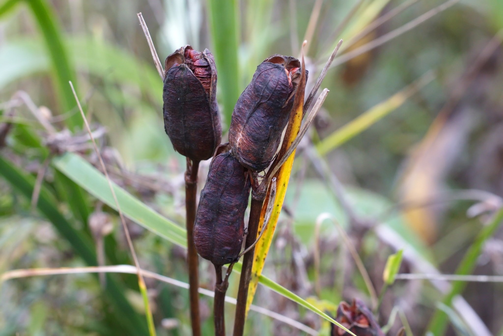 Fruit