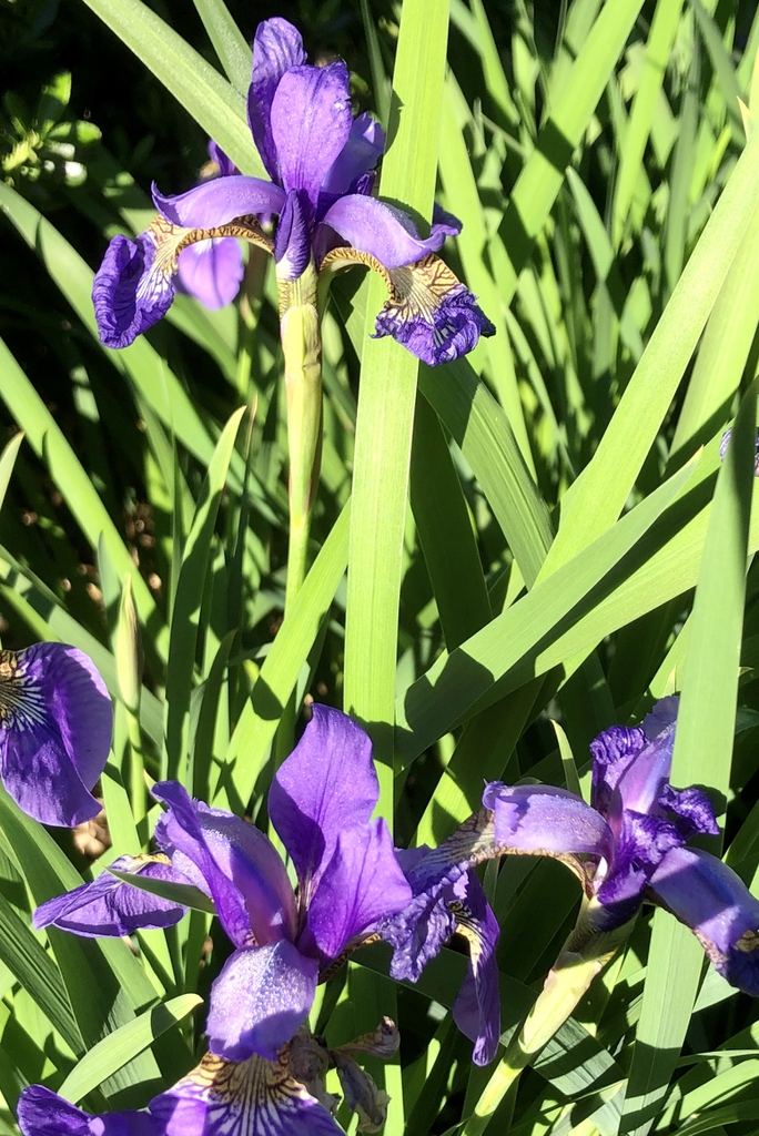 Iris sibirica