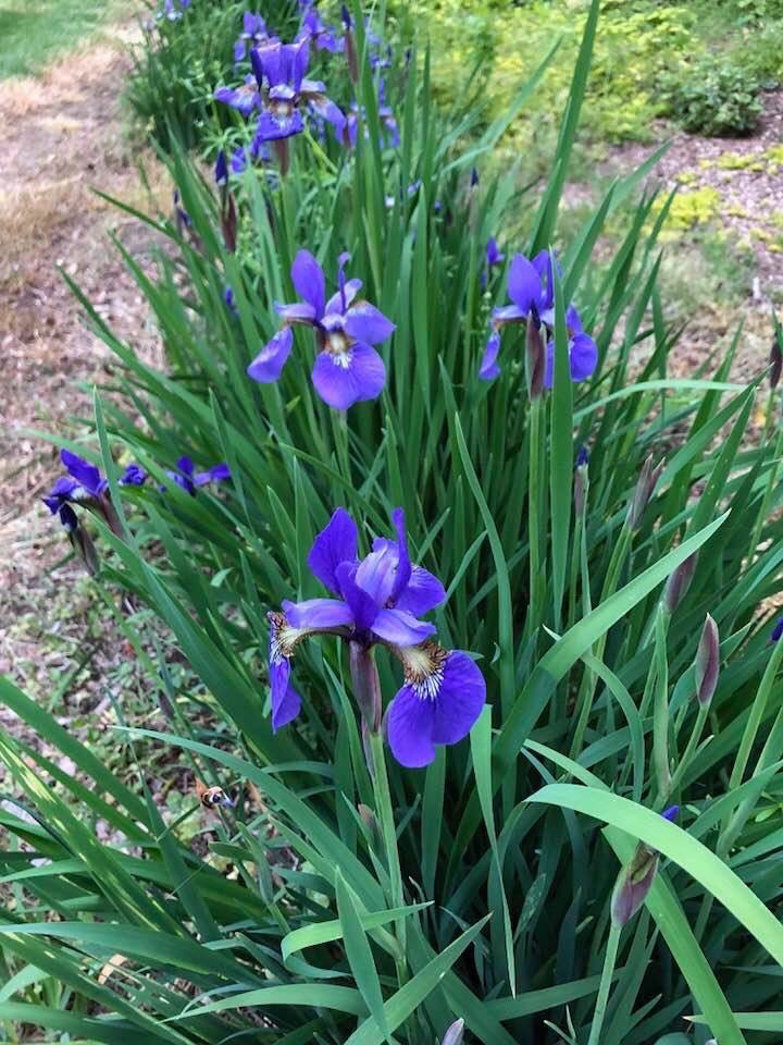 Iris sibirica