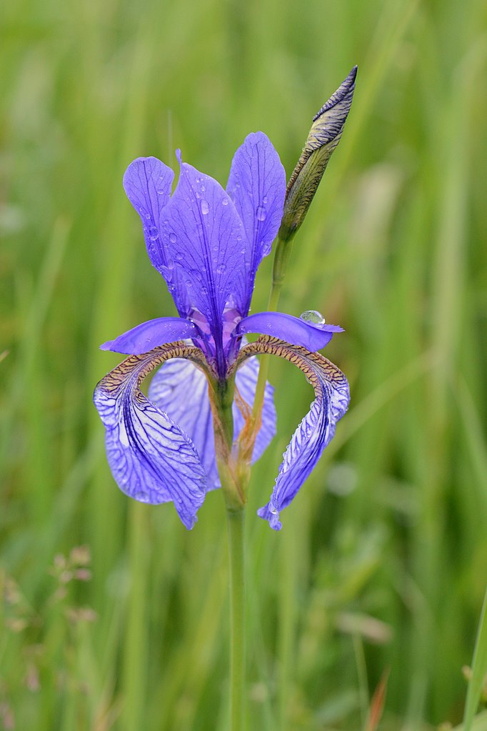 Flower and bud