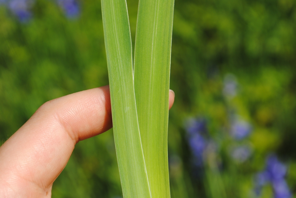 Leaves