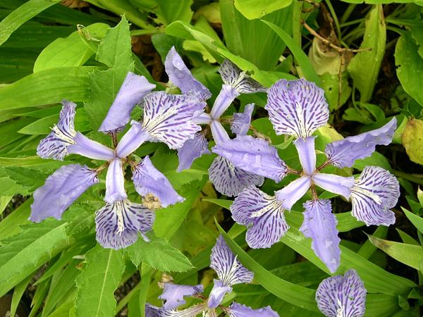 Iris tectorum