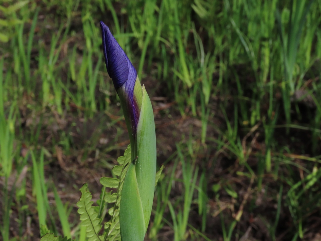 Flower bud