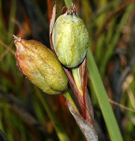 Fruit
