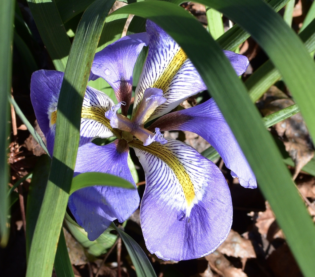 Iris unguicularis