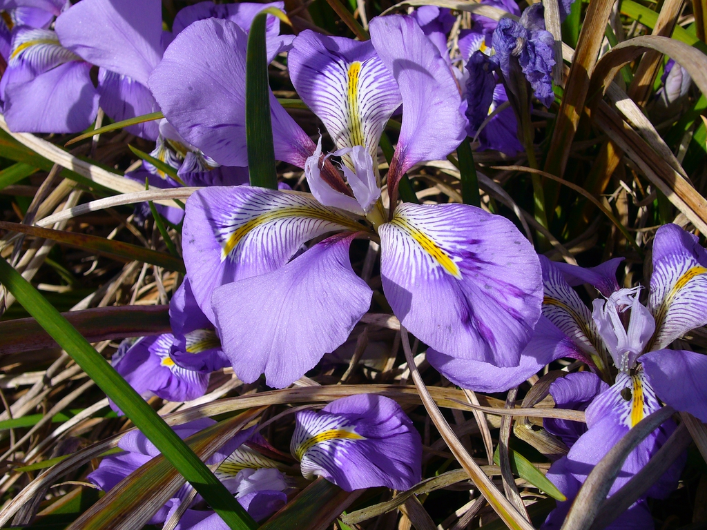 Iris unguicularis flower