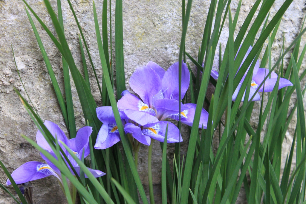 Iris unguicularis 'Mary Barnard' close up