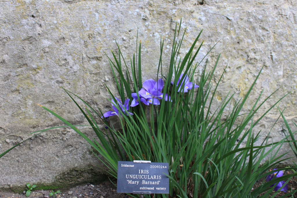 Iris unguicularis 'Mary Barnard'