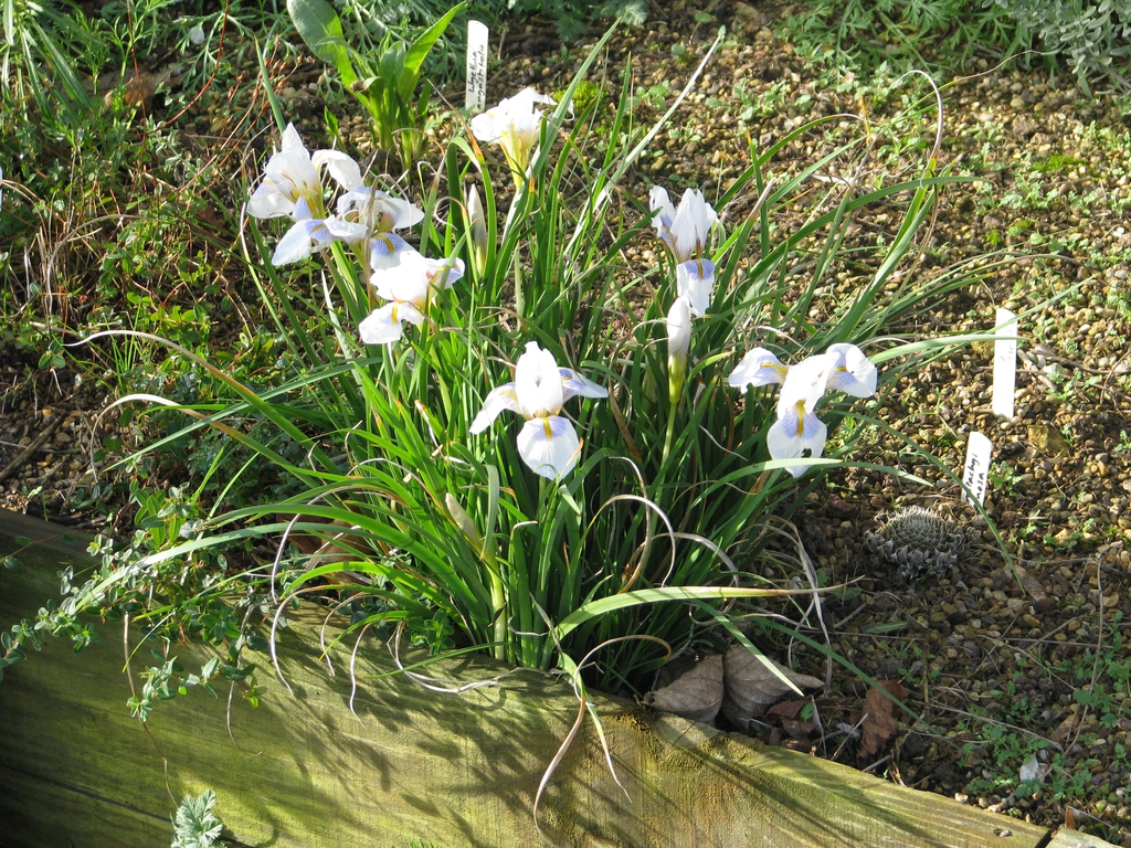 Iris unguicularis 'Peloponnese Snow' border