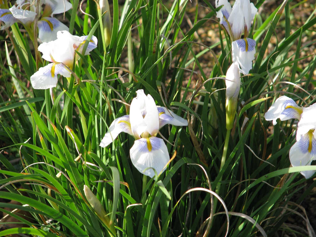 Iris unguicularis 'Peloponnese Snow'