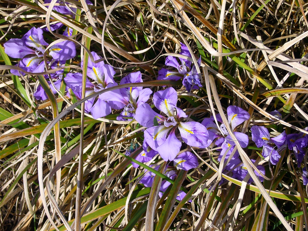 Iris unguicularis