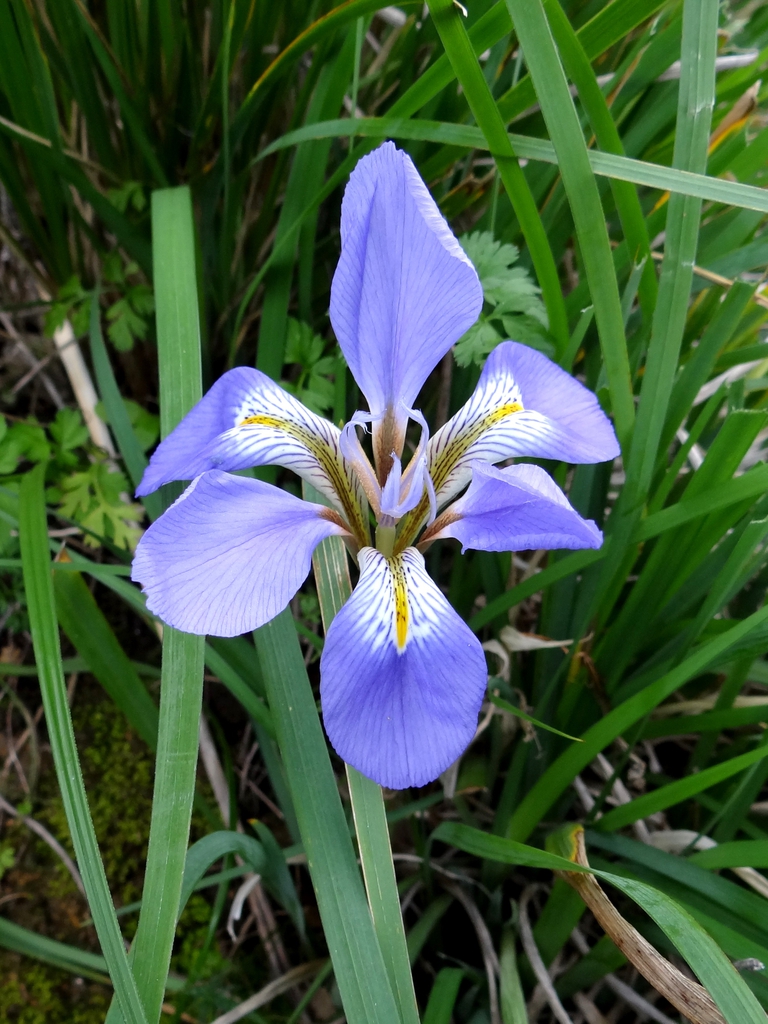 Iris unguicularis flower