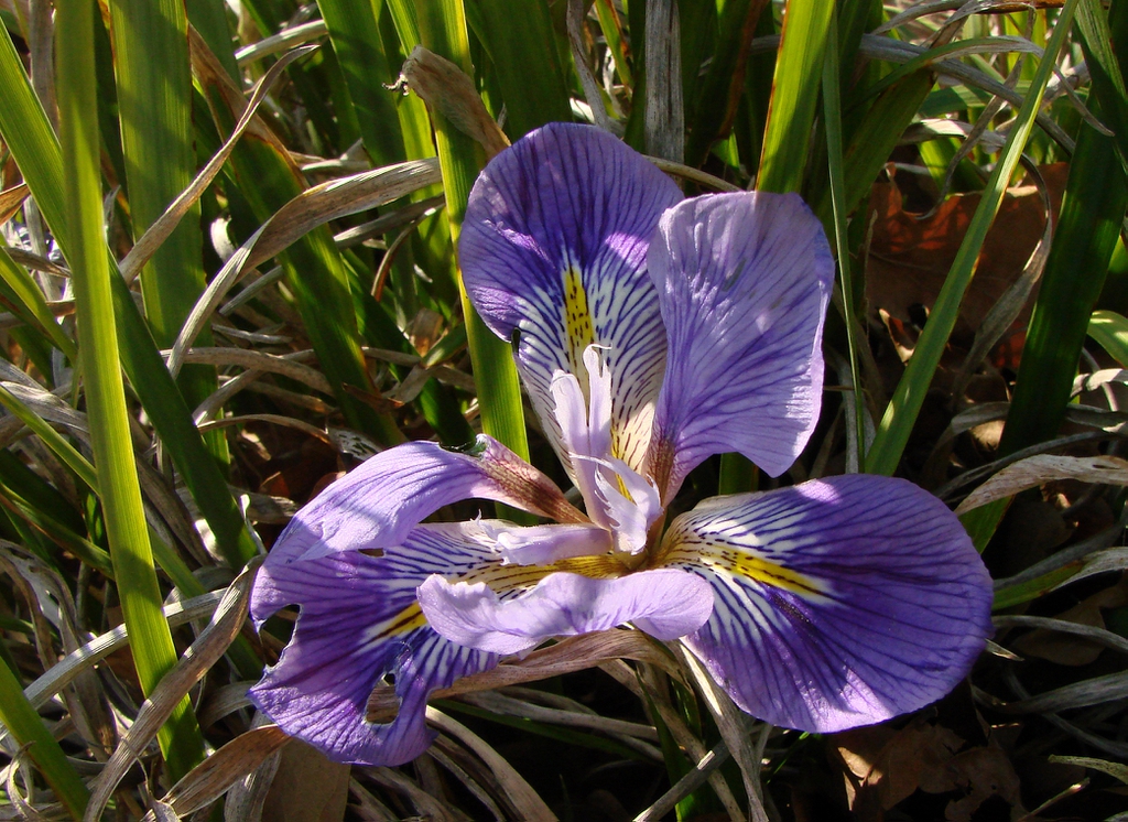 Iris unguicularis flower