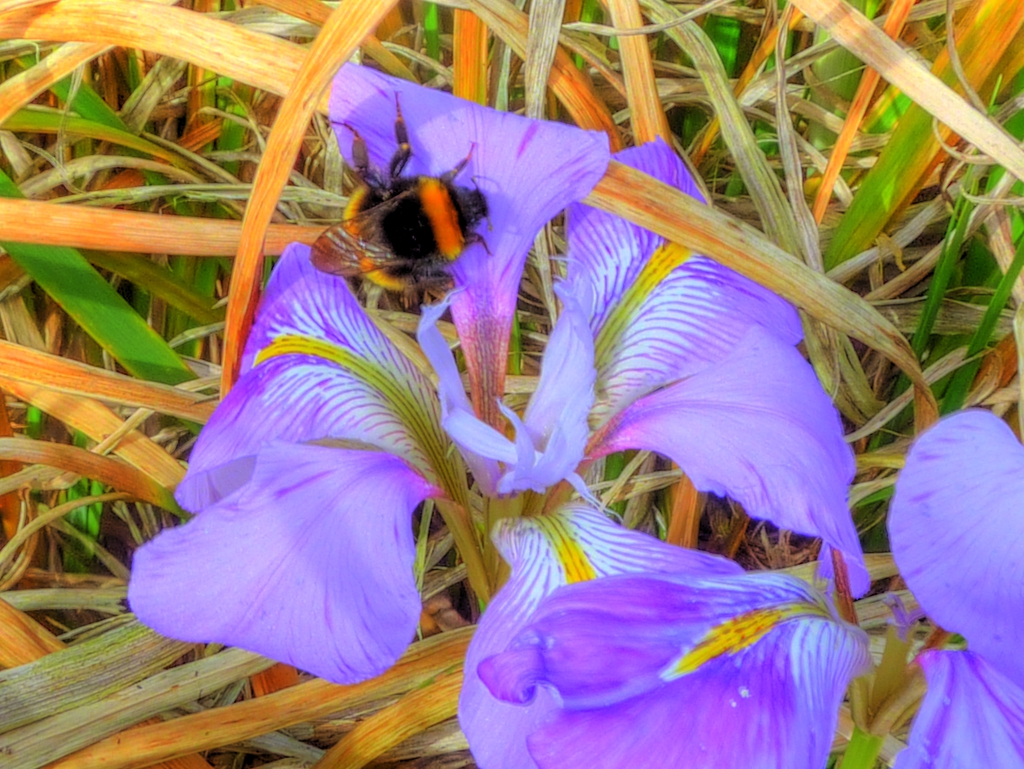 Iris unguicularis flower
