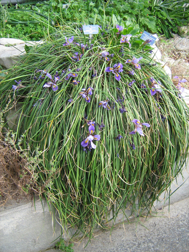 Iris unguicularis form