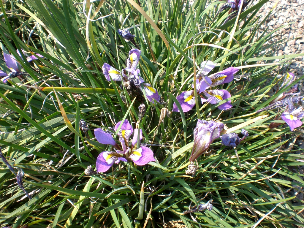 Iris unguicularis form