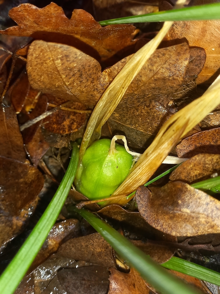 Round greenish fruit