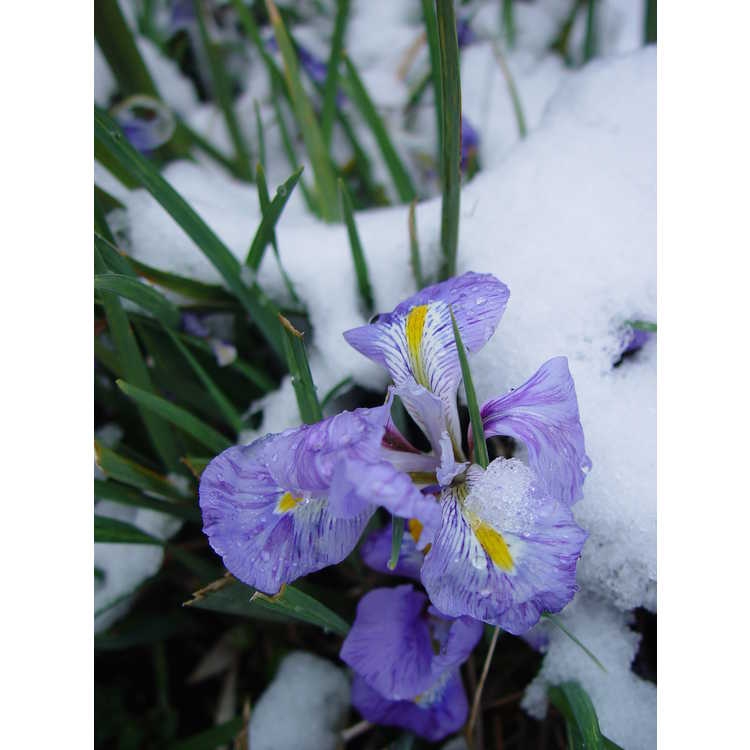 Iris unguicularis in snow