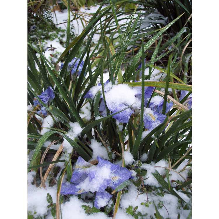 Iris unguicularis in snow