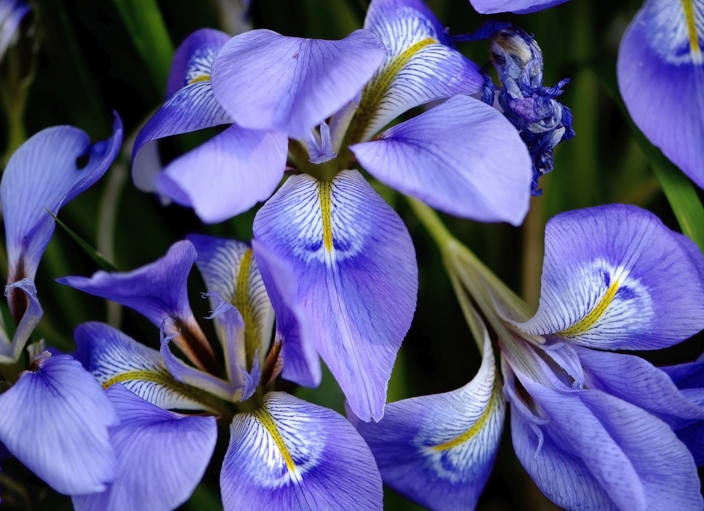 Iris unguicularis (macro)