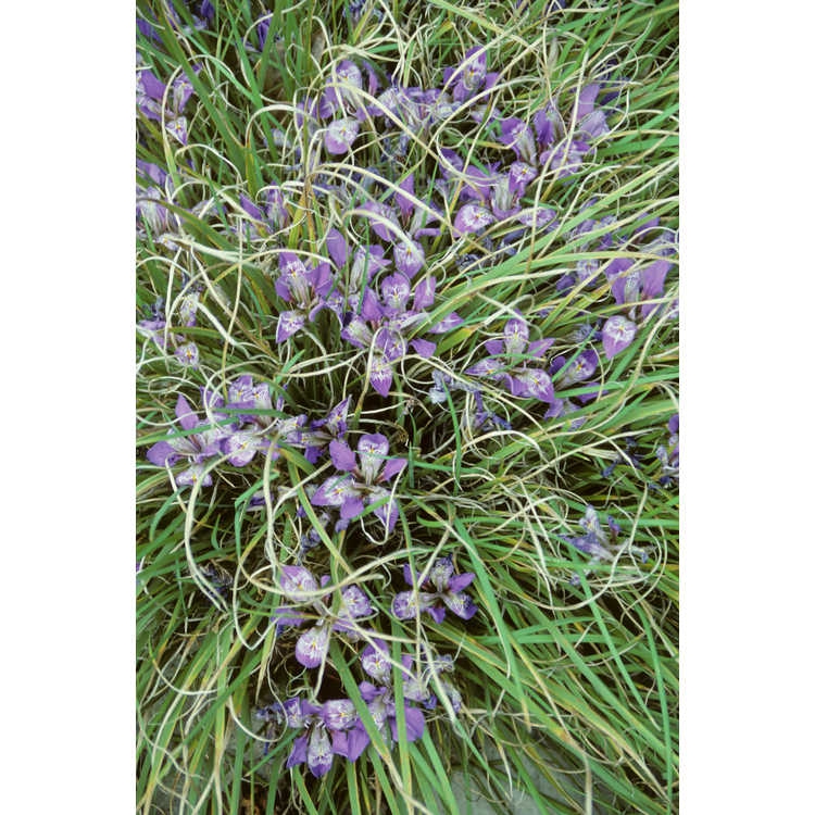 Iris unguicularis mass planting