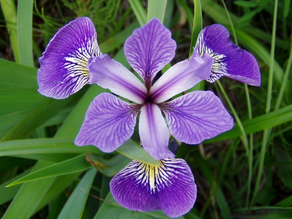 Flower detail