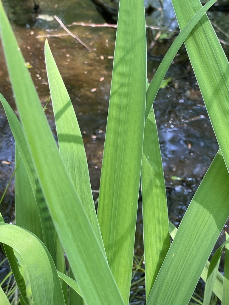 Leaf detail