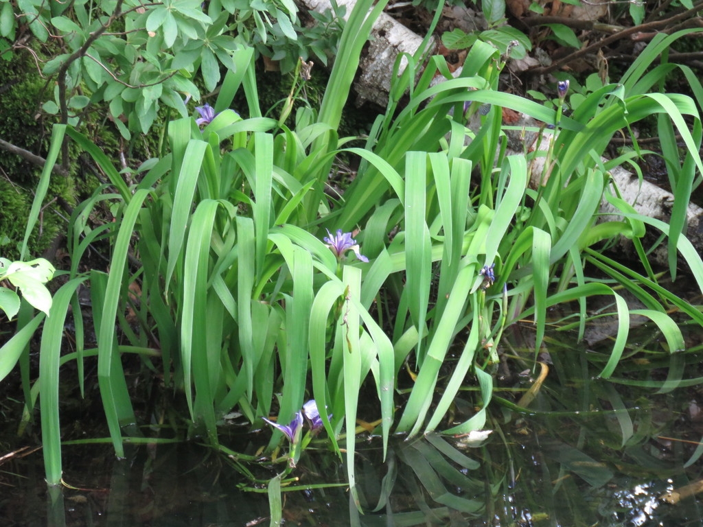 Leaves