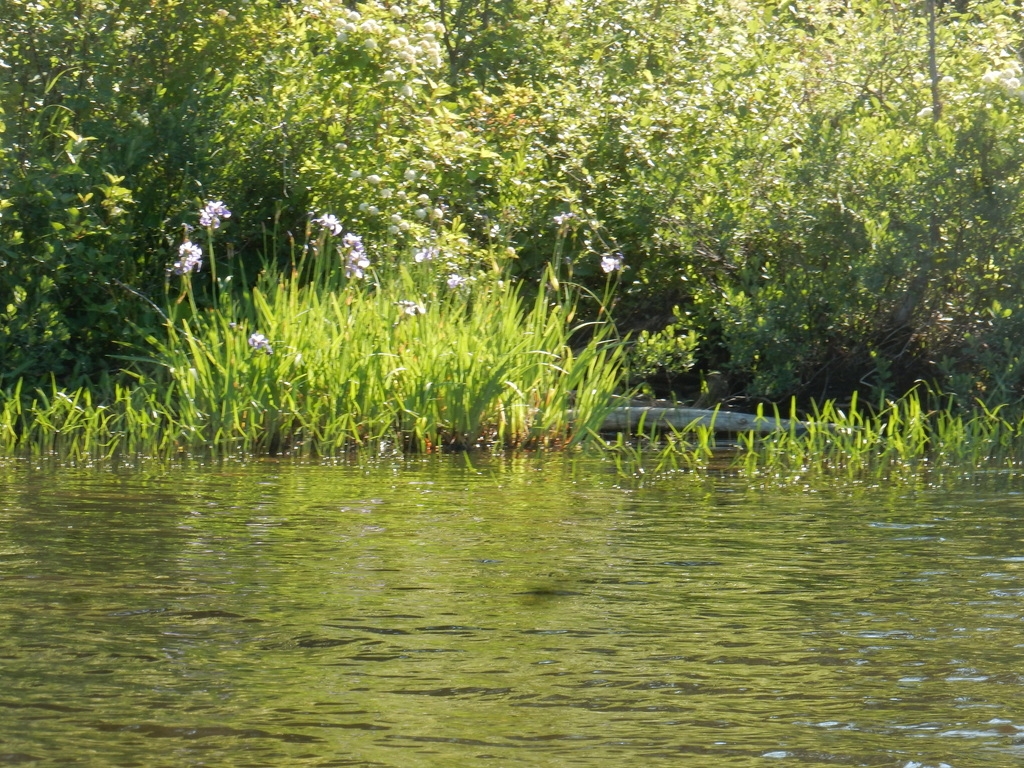 Native habitat