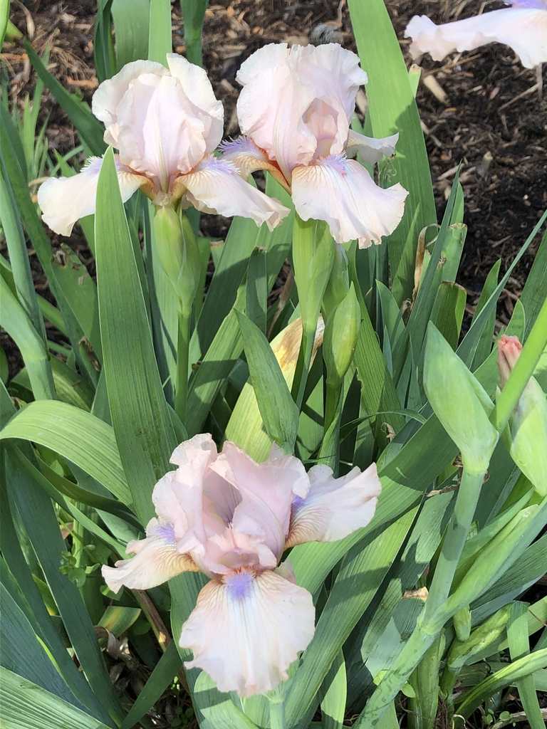 Iris x germanica