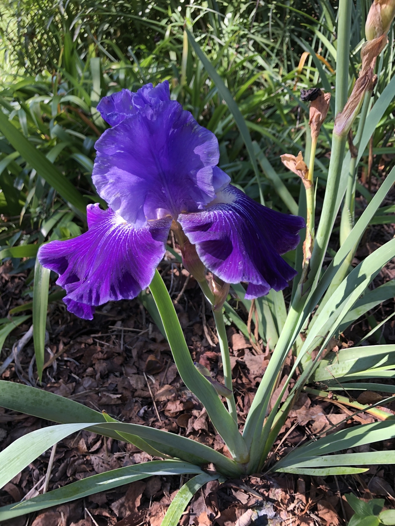 Iris x germanica